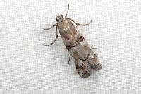Pempelia palumbella