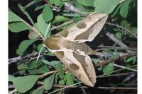 Hyles euphorbiae