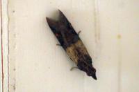 Plodia interpunctella