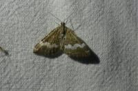 Perizoma affinitata