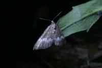 Perizoma affinitata