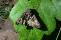 Euplexia lucipara