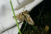 Habrosyne pyritoides