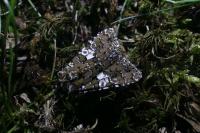 Hadena albimacula