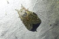 Stauropus fagi
