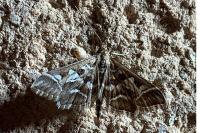 Diasemia reticularis