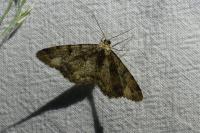 Parectropis similaria