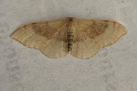 Idaea degeneraria