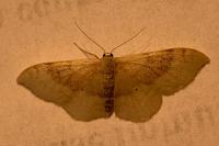 Idaea degeneraria