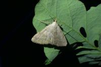 Pechipogo strigilata