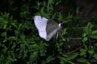 Lomographa bimaculata