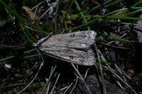 Parapoynx stratiotata