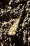 Chrysocramboides craterellus