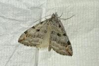 Aplocera efformata/plagiata