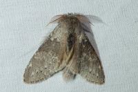 Stauropus fagi