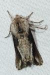 Egira conspicillaris