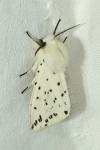 Spilosoma lubricipeda