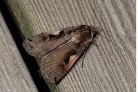 Xestia c-nigrum