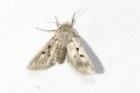 Orthosia gothica