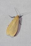 Wittia sororcula