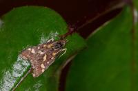 Pyrausta purpuralis