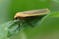 Katha depressa