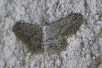 Idaea seriata