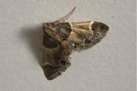 Pyralis farinalis