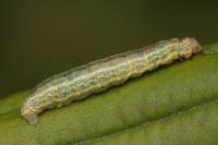Operophtera brumata