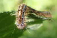 Malacosoma neustria