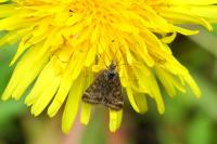Pyrausta despicata