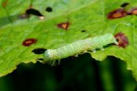 Orthosia cerasi