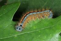 Malacosoma neustria