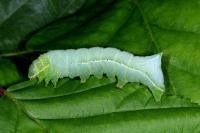 Amphipyra pyramidea