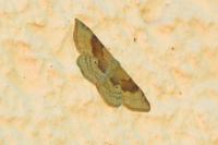 Idaea degeneraria