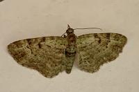 Pasiphila rectangulata