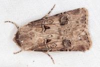 Agrotis bigramma