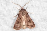 Agrotis bigramma