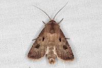 Agrotis exclamationis exclamationis