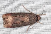 Agrotis ipsilon