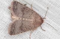 Hoplodrina ambigua/blanda