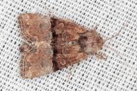 Mesoligia furuncula