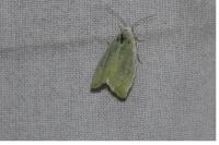 Earias clorana