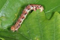 Erannis defoliaria