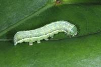 Orthosia incerta