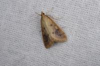 Achyra nudalis