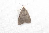 Apaidia mesogona