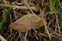 Aplasta ononaria
