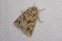 Conisania luteago olbiena