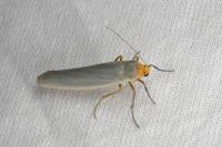 Eilema caniola